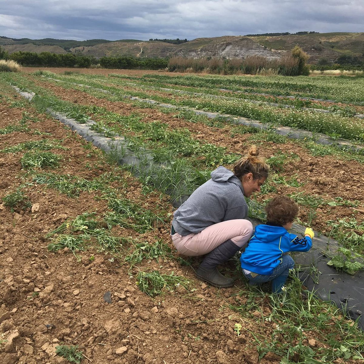 KivaTiendaEco's tweet photo. Nuestra #huerta a pleno rendimiento.
Cuidada con mimo para que esté a punto cada día. Acercando la naturaleza a los más pequeños.
¿Reconocéis alguna de las plantas?
👇👇Os leemos👁️👁️
#agricultura #agriculturaecologica #agriculturasostenible #consumecomopiensas #comosano https://t.co/Y14R2D5CXO