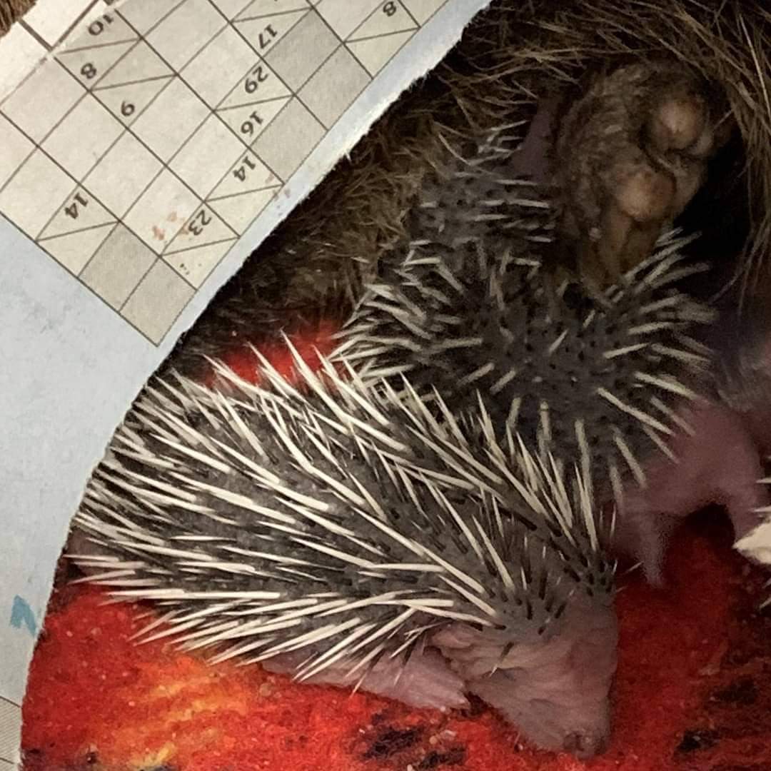 #gardenwildlifeweek

Take extra care when working in your gardens to not disturb nesting #hedgehogs and avoid using strimmers

These hoglets are in the care of 
<a href="/WADARS1/">Wadars Animal Rescue</a>

Find and support them via the #OneVoiceForAnimalsUK  helpanimals.co.uk/local

 #hedgehogs #WildlifeMatters