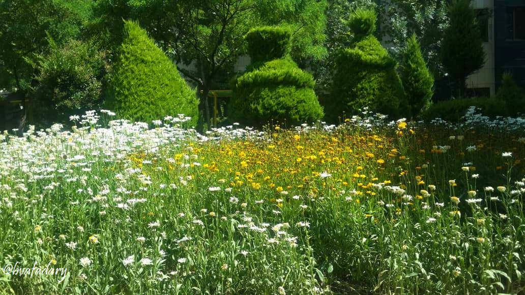 bvafadary's tweet photo. #خرداد ..بوی #عسل پراکنده در هوا...#پارک_اندیشه #تهران
#Tehranview00 #Tehranview99 @ThePhotoHour @TheFlowerWorld #PhotoOfTheDay #PHOTOS @OBGHA #gardening #ThePhotoHour https://t.co/acERmyMP82