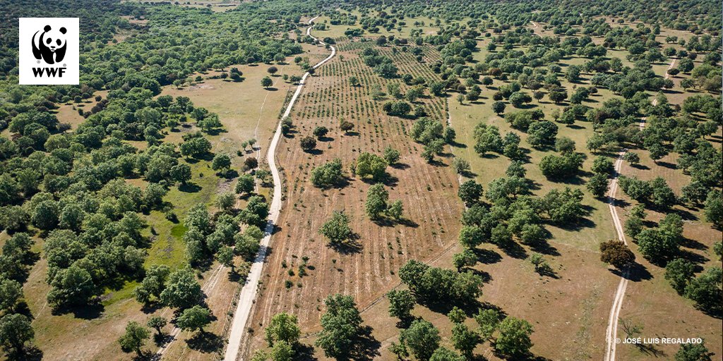 Hoy se celebra el #DiaMundialDelMedioAmbiente y hay que hablar de restaurar ecosistemas. Porque ya no vale sólo con conservar y proteger lo que queda. Si queremos garantizar  nuestro futuro debemos recuperar lo que hemos destruido y hay que hacerlo ya! #RestuaraLaNaturaleza