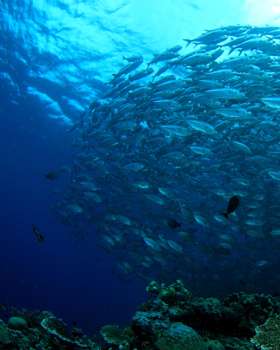 MSCenEspana's tweet photo. Feliz #DíaMundialMedioAmbiente. ¿Sabías que una forma de unirte a la #OceanDecade de @UN es elegir #PescaSostenible de @MSCenEspana? 
Conoce cómo:
https://t.co/txkrMJCUmz ​
#SelloAzul #SelloMSC #AzulinaConMSC #ComunicarPescaSostenible #MaresParaSiempre https://t.co/DNTaaBQwrE