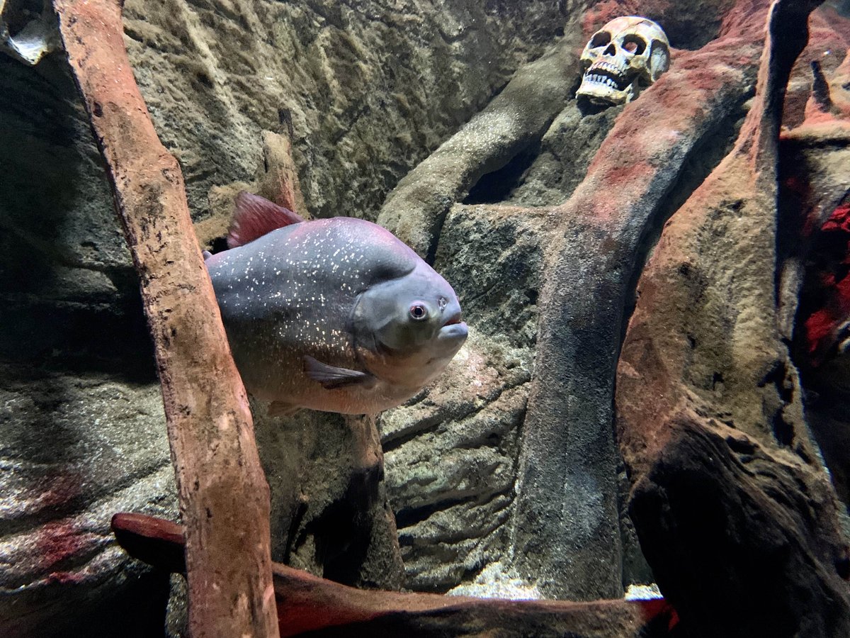 Did you see our Red-bellied Piranhas?
Beneath the forehead are some powerful muscles that attach the smaller lower jaw fitted with triangular, razor sharp teeth, which fit perfectly with the bottom set.
#bluereefaquarium #bluereefnewquay #newquay #piranha #redbelliedpiranha