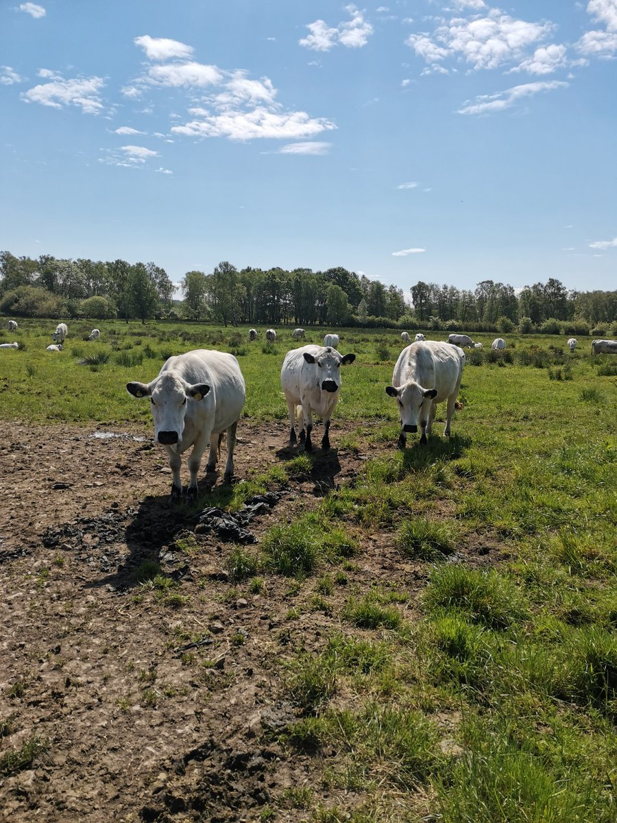 Whilst Shaun's <a href="/altrinchammkt/">Altrincham Market</a> I get to stay home and look after these beauts 😊 #britishwhites #rarebreeds #cows #farming #farmerswife #LakeDistrict