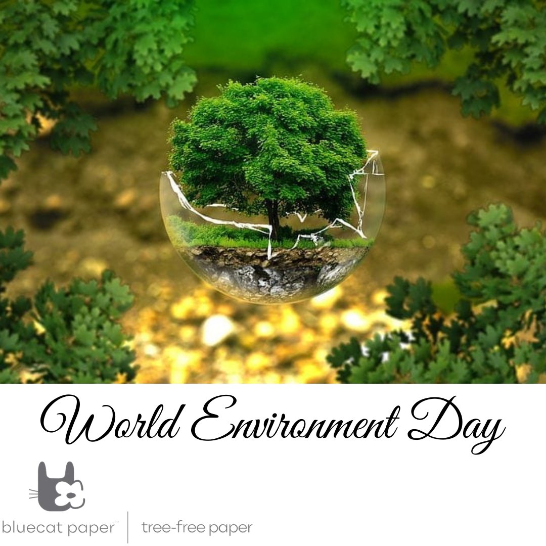 bluecatpaper's tweet photo. #WorldEnvironmentDay #2021
Let’s care! Let’s raise awareness!
In making tree-free paper by upcycling waste, We save about 30 tonnes of wood per month and a minimum of 55,000 litres of water a day!
#paper #sustainablepaper #earthfriendlypaper #treefreepaper #handmadepaper https://t.co/mc3RuPhneT