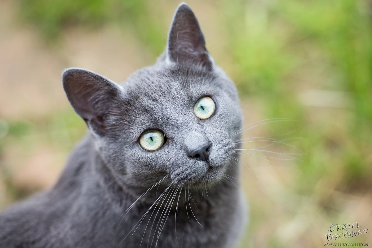 In love with my own cats....

#Photography #BlueRussian #Caturday