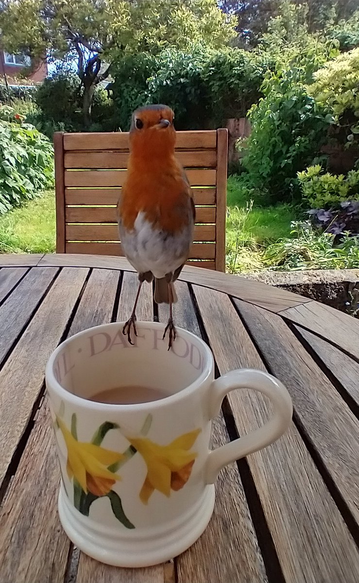 VegPlotVentures's tweet image. Morning!