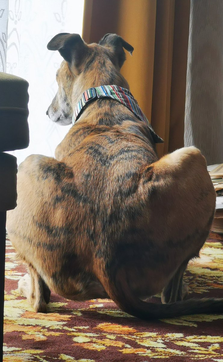 Hoverbum. Working on ma glutes, whilst checking for cattos 💪🏻