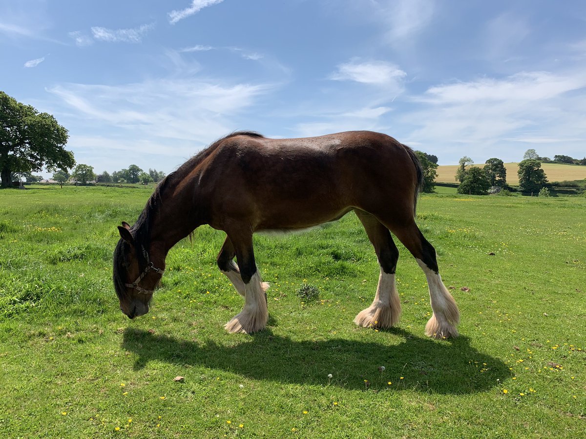 CotebrookShires's tweet photo. The beautiful Maddy. One of our stunning 2 year olds, going to do some great things in the show ring we think ❤️❤️ #shires #horses #mares #fillys #cheshire #FOALWATCH2021 https://t.co/Mvc2jNQqB8