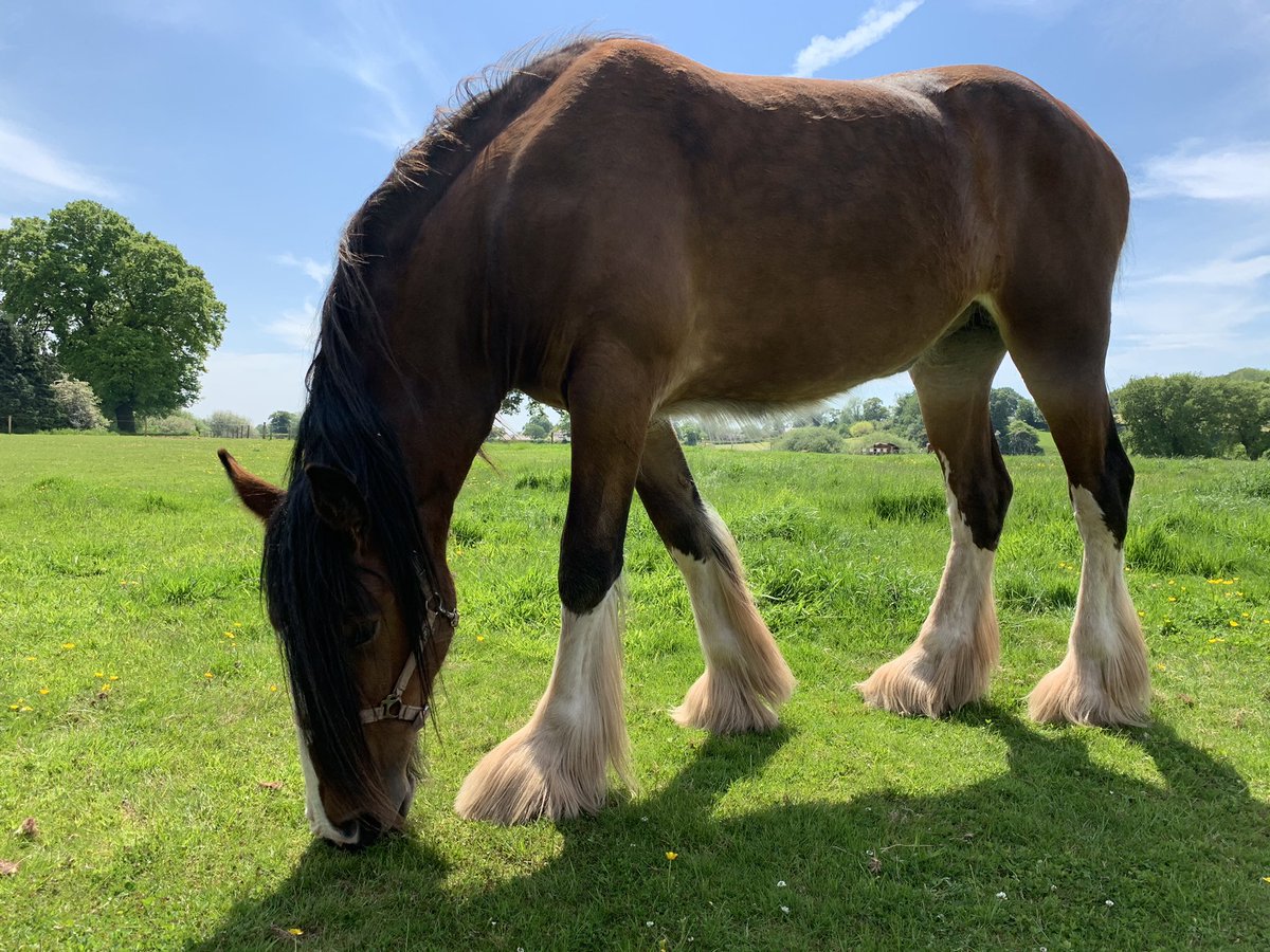 CotebrookShires's tweet photo. The beautiful Maddy. One of our stunning 2 year olds, going to do some great things in the show ring we think ❤️❤️ #shires #horses #mares #fillys #cheshire #FOALWATCH2021 https://t.co/Mvc2jNQqB8