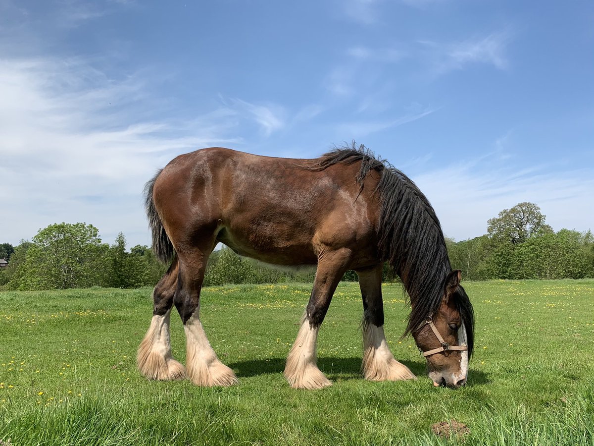 CotebrookShires's tweet photo. The beautiful Maddy. One of our stunning 2 year olds, going to do some great things in the show ring we think ❤️❤️ #shires #horses #mares #fillys #cheshire #FOALWATCH2021 https://t.co/Mvc2jNQqB8