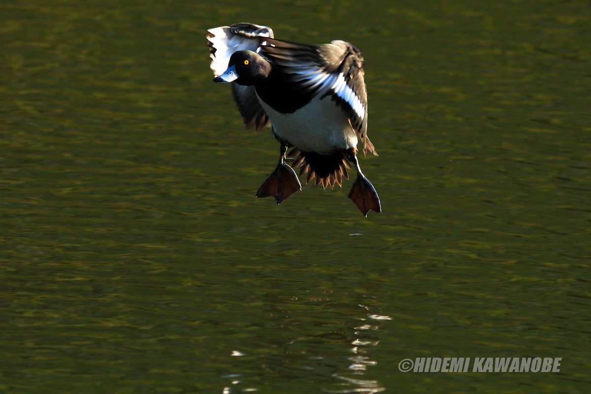 hidemikawanobe's tweet photo. Tufted duck【キンクロハジロ】JAPAN
黒い頭部に目が印象的。虹彩(こうさい)が黄金色に輝いている。丸まって休みの体制でも、その眼差しがボクを見ている。イタズラ坊主のように。 https://t.co/ISvQylVRfB