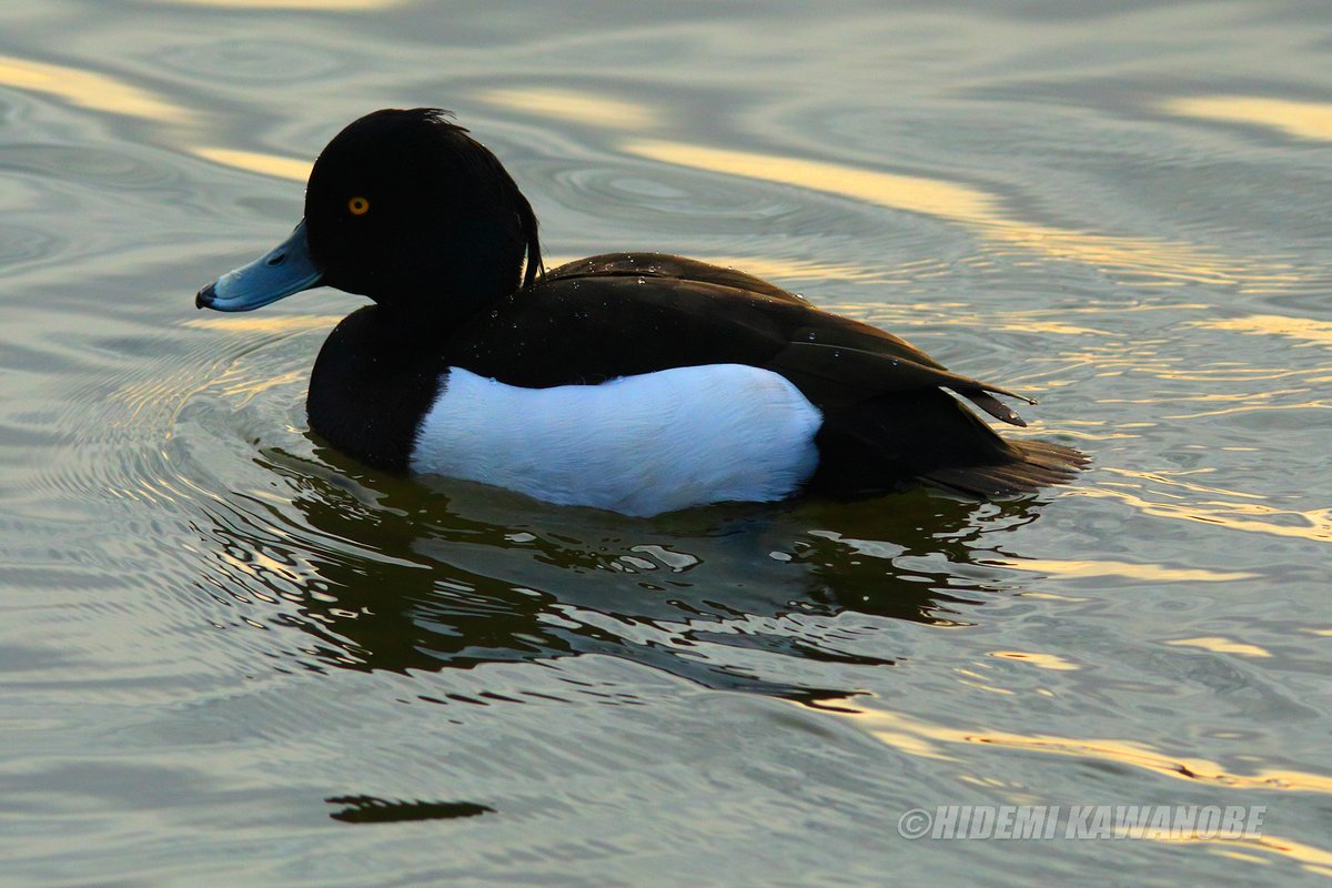 hidemikawanobe's tweet photo. Tufted duck【キンクロハジロ】JAPAN
黒い頭部に目が印象的。虹彩(こうさい)が黄金色に輝いている。丸まって休みの体制でも、その眼差しがボクを見ている。イタズラ坊主のように。 https://t.co/X4M1YGwp4q