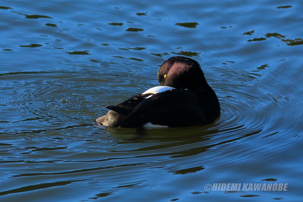 hidemikawanobe's tweet photo. Tufted duck【キンクロハジロ】JAPAN
黒い頭部に目が印象的。虹彩(こうさい)が黄金色に輝いている。丸まって休みの体制でも、その眼差しがボクを見ている。イタズラ坊主のように。 https://t.co/u96gKXlDV3