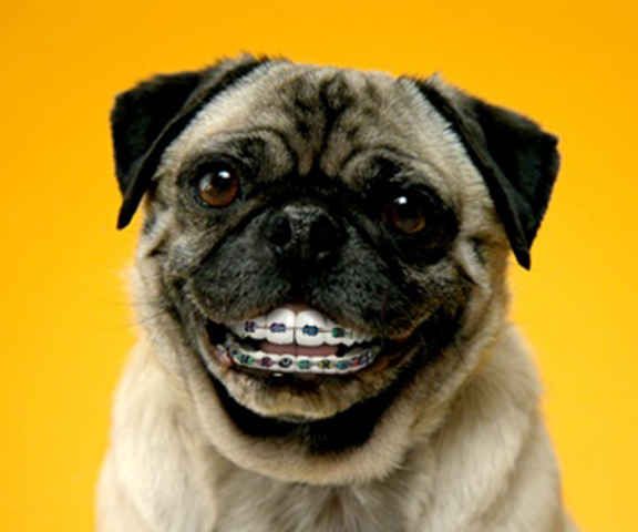 vipsyP's tweet photo. There's nothing arguably worse than a dog with braces on their human teeth. https://t.co/Tae4BOwzM4