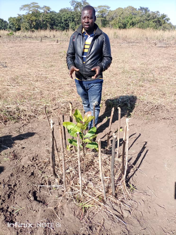 ZIFL_P's tweet photo. @ZIFL_P's climate smart agric for smallholder farmers in East🇿🇲 achieving climate adaptation &amp; mitigation. In 2020, ZIFLP raised 1mln cashew nut seedlings &amp; 2.5mln of Gliricidia &amp; Musangu seedlings planted by over 107,000 lead and follower farmers 
#GenerationRestoration https://t.co/C7wspWV8te