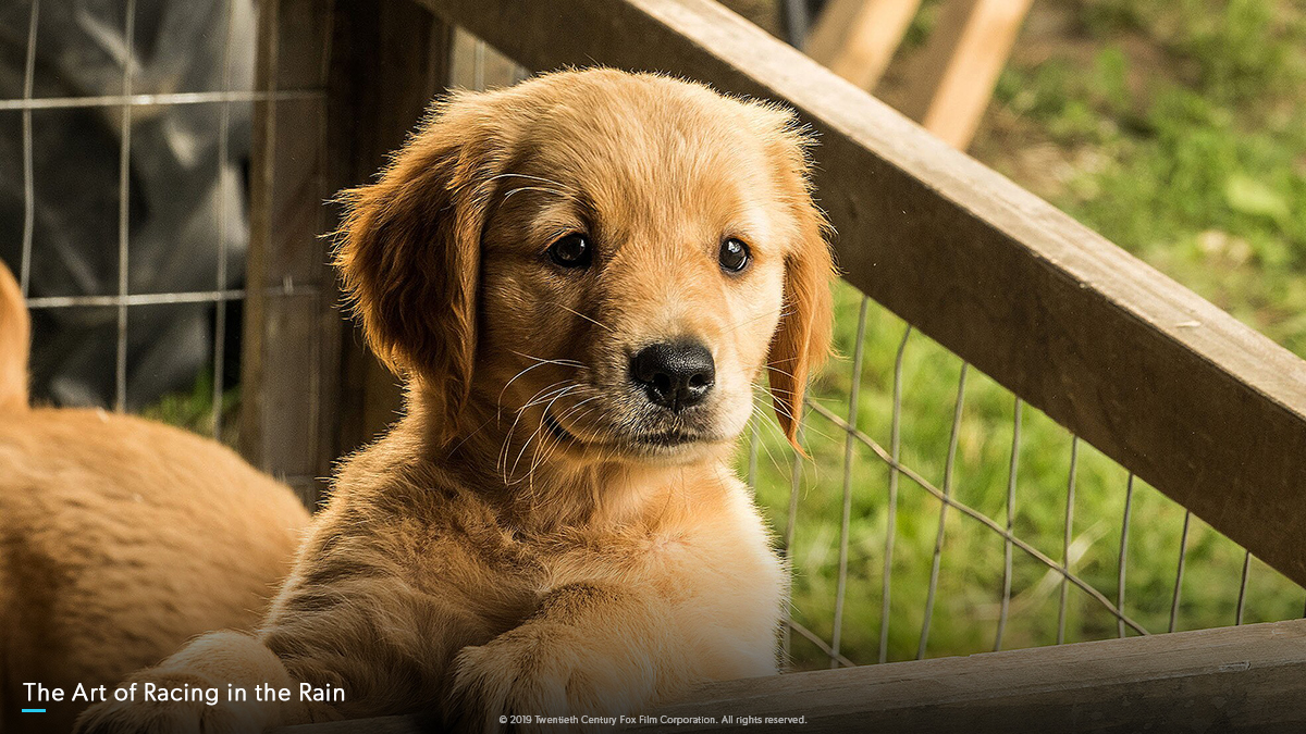 презентация на тему собаки. мир про собак. собака для презентации. книги о домашних питомцах. мир про собак.
