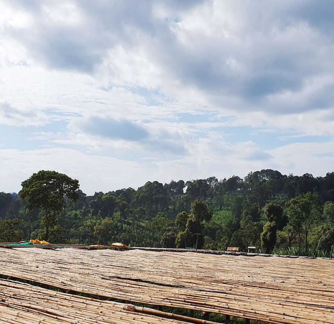 Selling out fast, we're enjoying the last bits of Bookkisa from Ethiopia. And to set the weekend mood. A view over the drying beds of Wosasa Washing Station. buff.ly/3wFZ9Ip