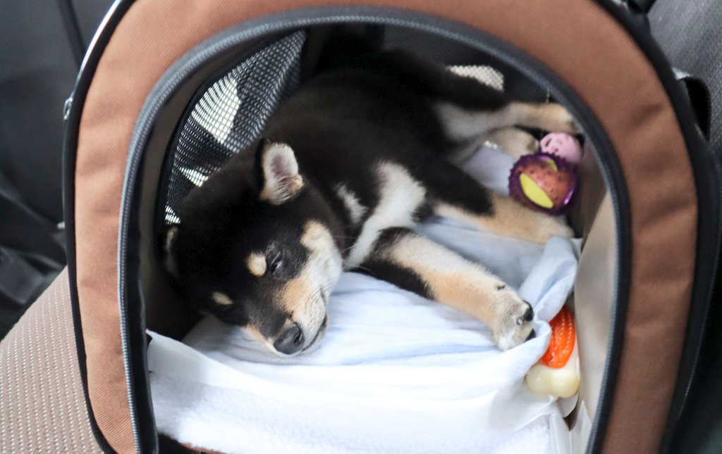 黒柴ゆず 犬が好きな方へ かわいい犬の寝顔画像を持っていたら リプライで送っていただけないでしょうか 最近あまり眠れていなくて ワンちゃんの寝顔をみて癒やされたいです よろしくお願いします T Co Y0rn7gd47s Twitter 黒柴ゆず 犬が好きな方へ かわいい犬の寝顔画像を持っていたら リプライで送っていただけないでしょうか 最近あまり眠れていなくて ワンちゃんの寝顔をみて癒やされたいです よろしくお願いします T Co Y0rn7gd47s Twitter