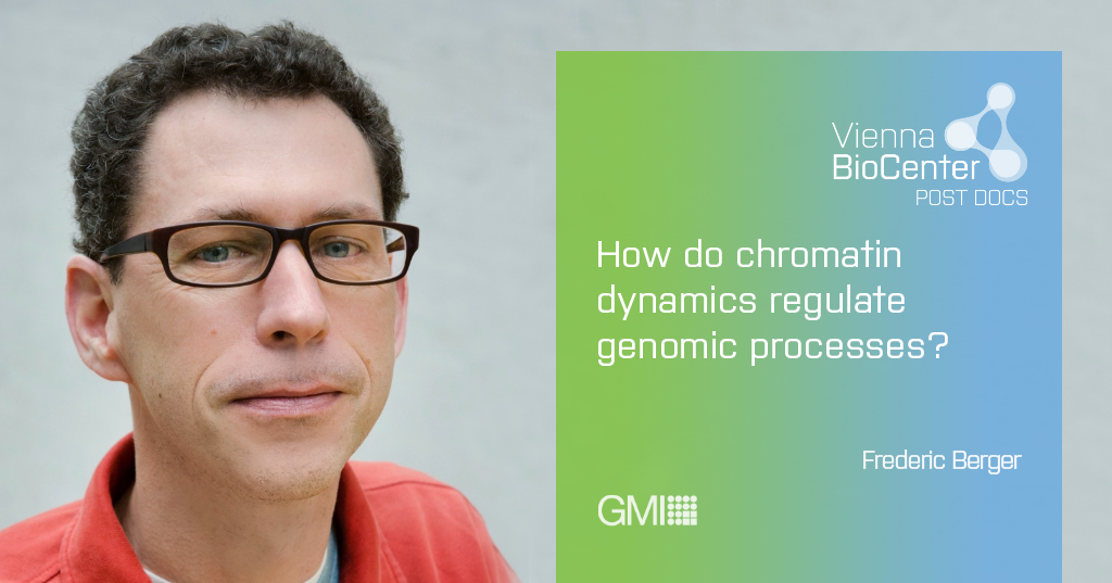 TrainingVbc's tweet image. Fred Berger has an opening in his lab as part of our VIP2 postdoctoral fellowship program. Check out our website for further details: training.vbc.ac.at/post-docs/
@IMPvienna @IMBA_Vienna @gmivienna @MaxPerutzLabs   #Epigenetics #Yeast #PlantSci