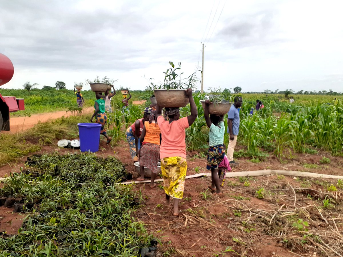 NDjigou's tweet photo. Les #forets présentes sur 9% de la surface du #globe seraient responsables de 50% des #nuages responsables de #pluies de notre #planète. Un seul geste plantons plantons et plantons des #arbres. @UN  @UNICEF @unfpa_benin https://t.co/GDupH7roae
