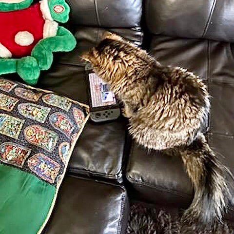 ChaoticallyCast's tweet photo. ✨PET SPECIAL POST✨

Its Juliet! A kitty of Kelly’s, who seems to have a thing for video games!

To celebrate the new podcast kitty family member, Luna, we’re posting pics of all podcast pets! Each pet, minus Luna, has destroyed podcasting equipment, so they get recognition 🤣 https://t.co/7tJAQZMAT3