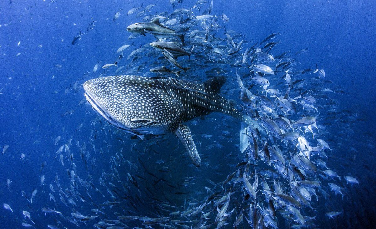My HOME is a beautiful place to be. Please help preserve, protect, and restore our ecosystems for our future generations 😌🐋🦈 #WorldEnvironmentDay 📸 Dan Charity @projectaware