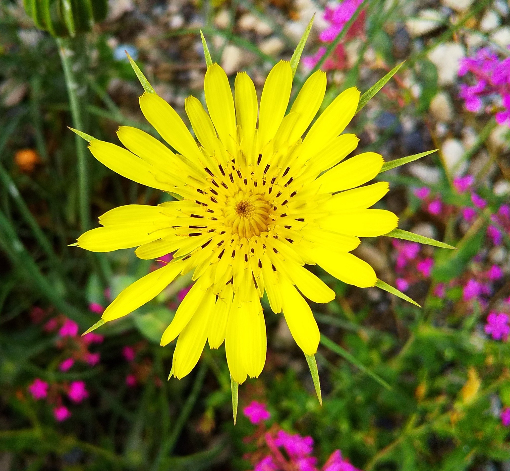 西洋ごぼう Twitter Search Twitter