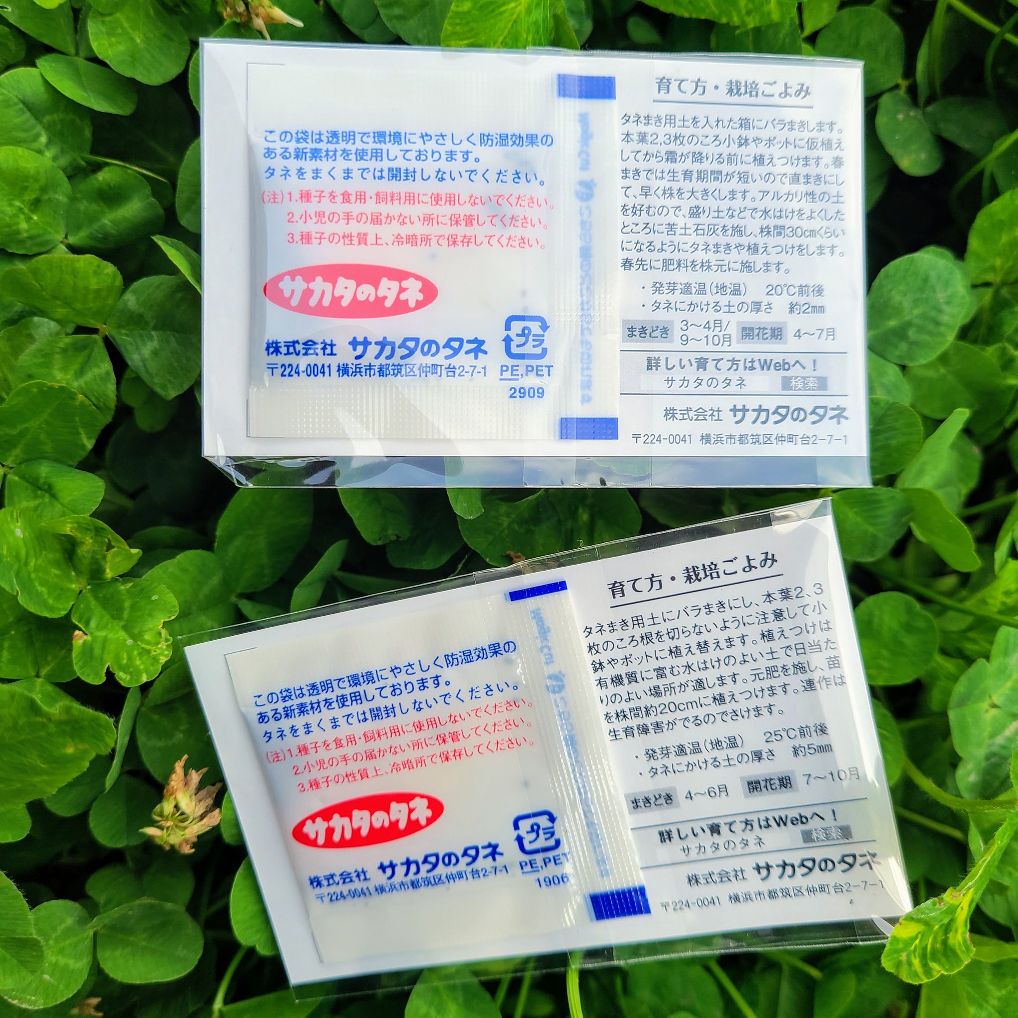 信州発 家庭菜園 Q S Natural Garden ガーデンネックレス横浜 さんから頂いたケイトウと かすみ草の種を蒔きました 花壇 Amp プランターで育てます Gardennecklaceyokohama 花のあるおうち時間キャンペーン けいとう Celosia かすみ草