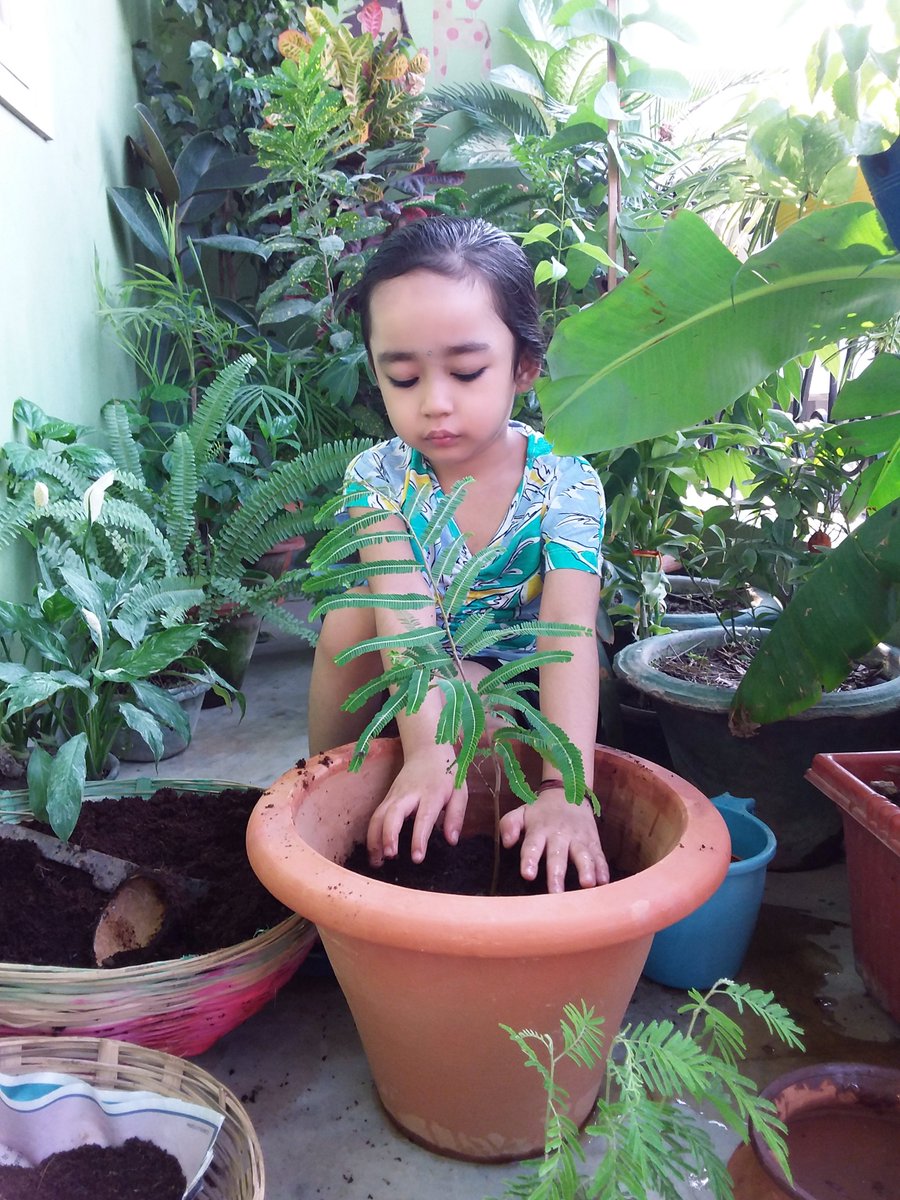 NatureGirlDisha's tweet photo. Disha's been down with fever since 3 June 3 night. We parents were forced before her persistence and she happily induced #IndianGooseberry (आँवला) sapling on #WED2021 today.
#EcosystemRestoration @WangariMaathai @MathaiWanjira @TabiJoda1  @UNEP https://t.co/nWoPQ9V7DY