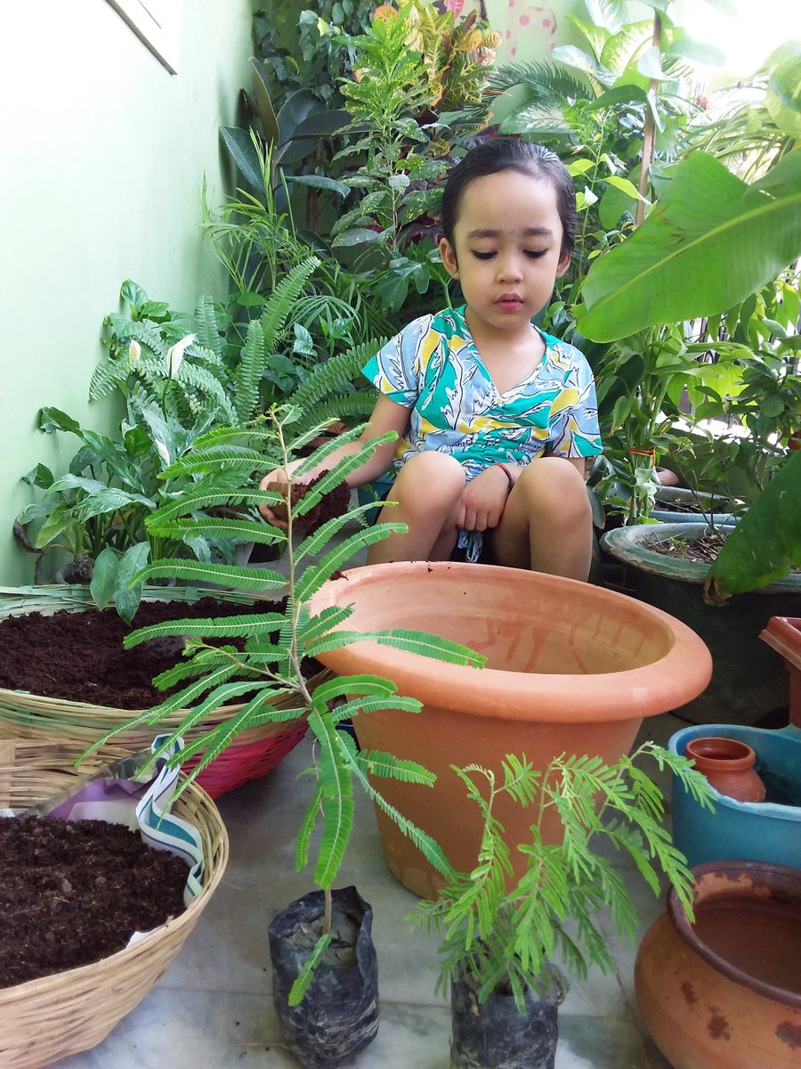 NatureGirlDisha's tweet photo. Disha's been down with fever since 3 June 3 night. We parents were forced before her persistence and she happily induced #IndianGooseberry (आँवला) sapling on #WED2021 today.
#EcosystemRestoration @WangariMaathai @MathaiWanjira @TabiJoda1  @UNEP https://t.co/nWoPQ9V7DY