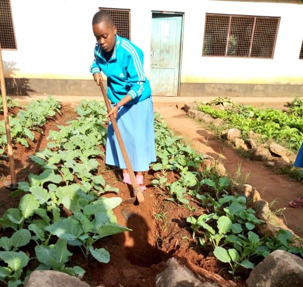 MVIWATA's tweet photo. Katika kuadhimisha Siku ya Mazingira Duniani, wanafunzi wa Sekondari ya Kigurunyembe, Morogoro wameonesha matokeo ya uanzishwaji wa Klabu ya MVIWATA shuleni hapo inayowapa fursa za kujifunza shughuli za kilimo na utunzaji wa mazingira kulikopelekea kubadili mandhari ya shule yao. https://t.co/nR0T0yj7gG