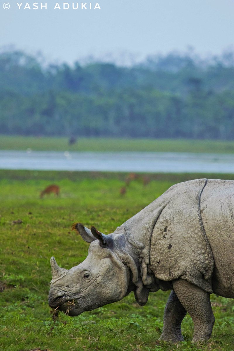 yash8659's tweet photo. Happy #WorldEnvironmentDay 

Gentle giants from Kaziranga National Park
@CMOfficeAssam  @incredibleindia @canon @kaziranga_ https://t.co/ATv7hSqc53