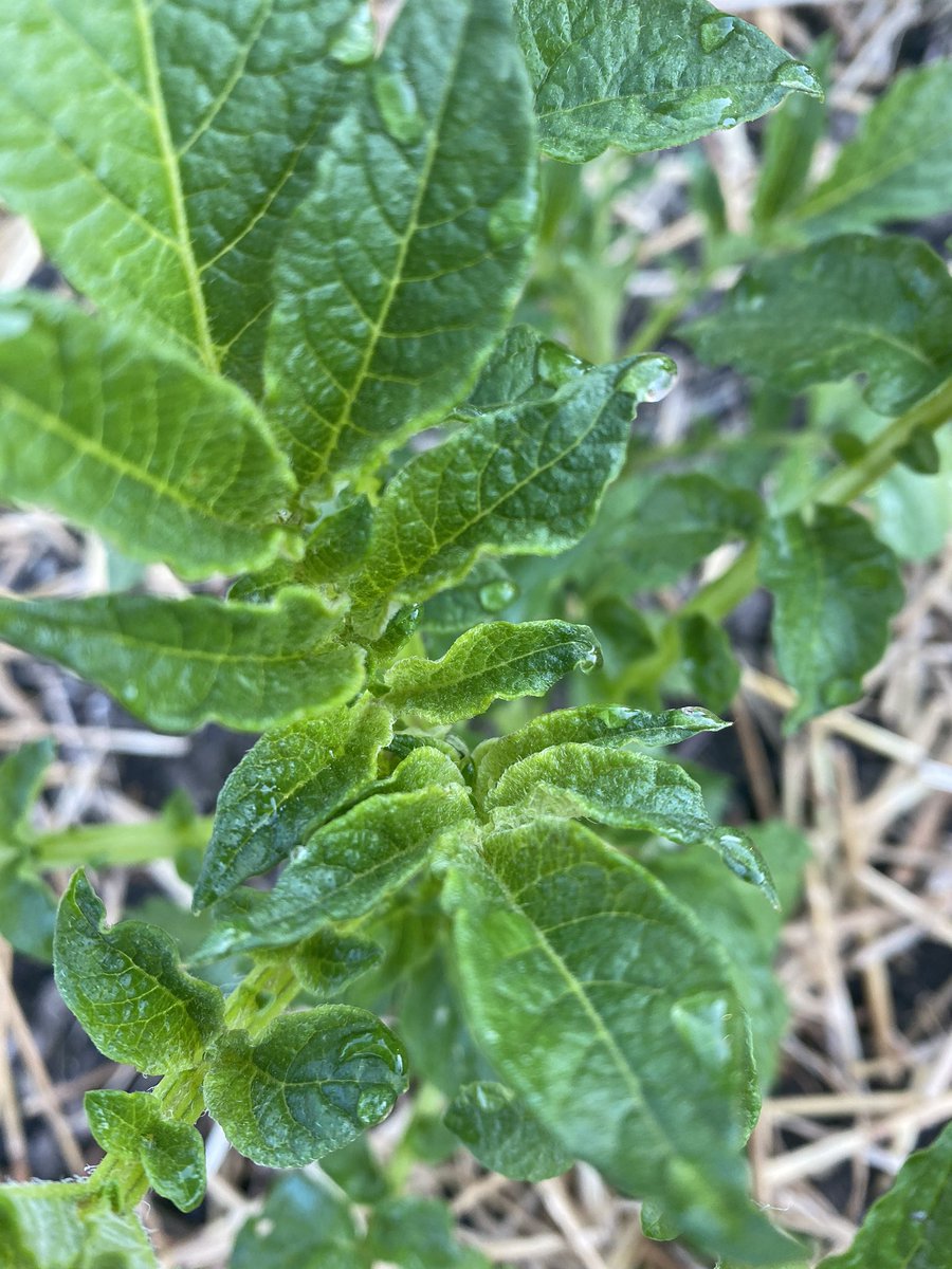FishersRotary's tweet image. Good Morning Fishers Indiana from the potato patch! @FishersIN #hungrynomore #serviceaboveself #honortoserve