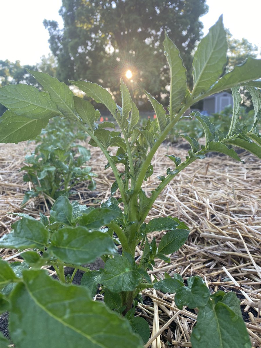 FishersRotary's tweet image. Good Morning Fishers Indiana from the potato patch! @FishersIN #hungrynomore #serviceaboveself #honortoserve