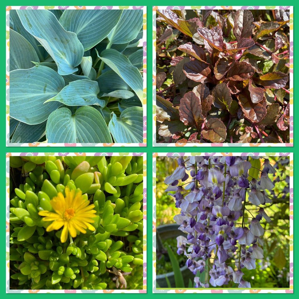 Loving the colours in the garden right now 💜🌼💚🌸🤍🌺💛 #gardening #GardeningTwitter #GardenersWorld #Flowers #gardenlife #Wellbeing #lovemygarden