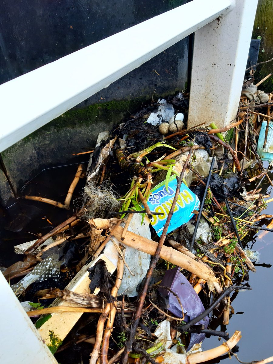 ZwerfieAnnaP's tweet photo. Ook in Den Helder bouwen vogels hun nesten van #zwerfafval. Foto 1 is een fuut, de andere 2 van meerkoeten. @AukeFlorian #plastic is overal. Heb de nesten maar btje met rust gelaten aangezien er druk gebroed werd. #zwerfie https://t.co/rLcEuaZ9F3