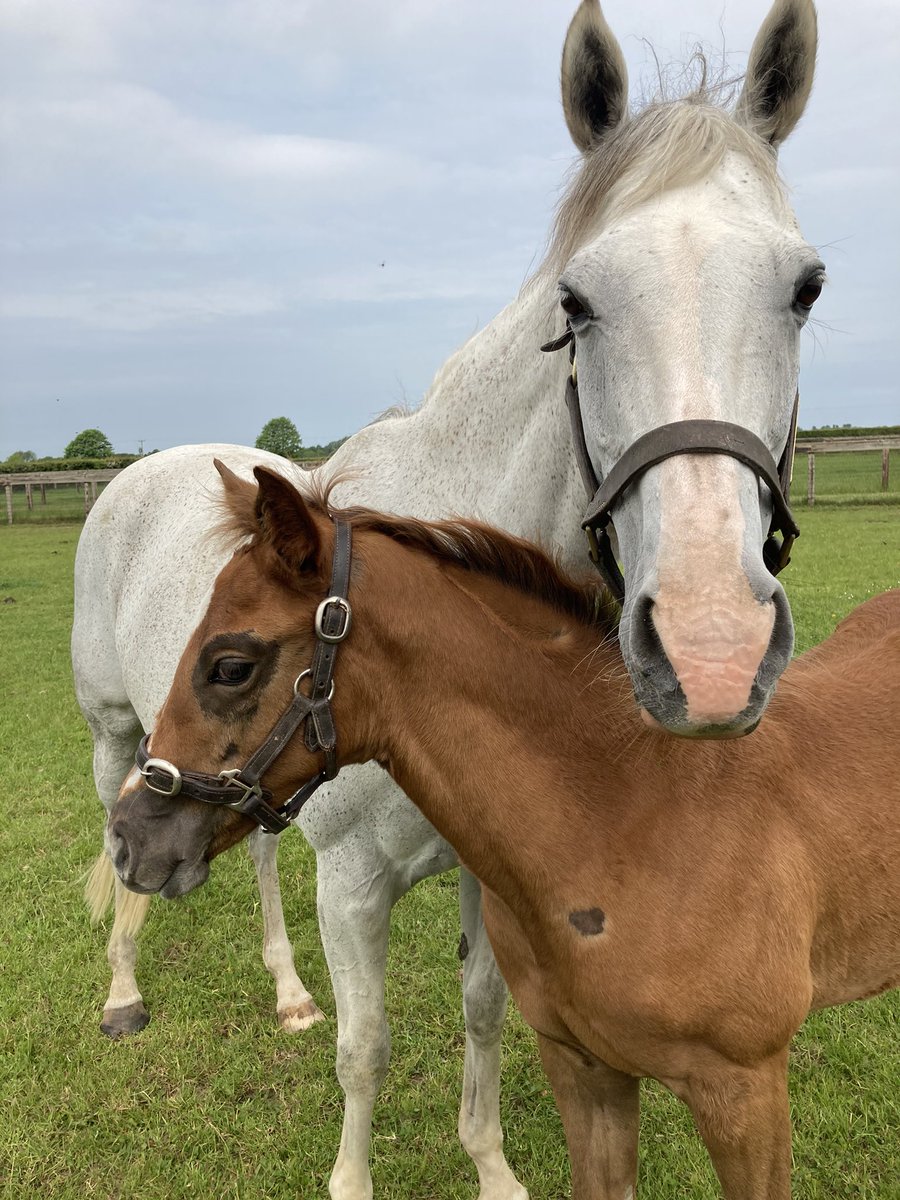 Lincoln Rose with her @CPStudOfficial Mason filly foal.
Definitely a few little specks of grey round her nose coming through.

@g_bloodstock