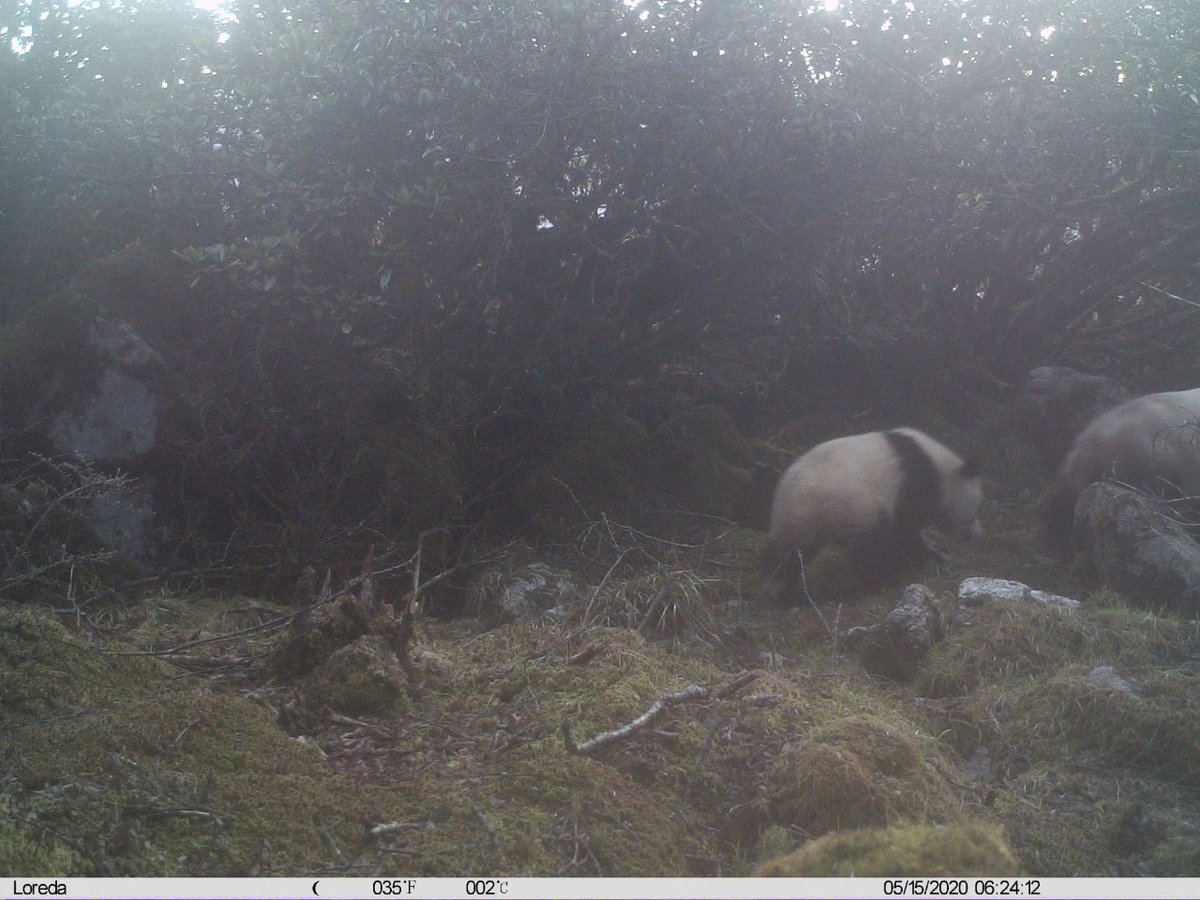 pandas_fr's tweet photo. 🐼📸 La réserve naturelle de #Jiudingshan (#Mianzhu #Sichuan) publie plusieurs photographies de #pandas sauvages capturées ces derniers mois ⤵️
https://t.co/l68j3NNUuz
#giantpanda #pandageant https://t.co/EjFKEEB1Jk