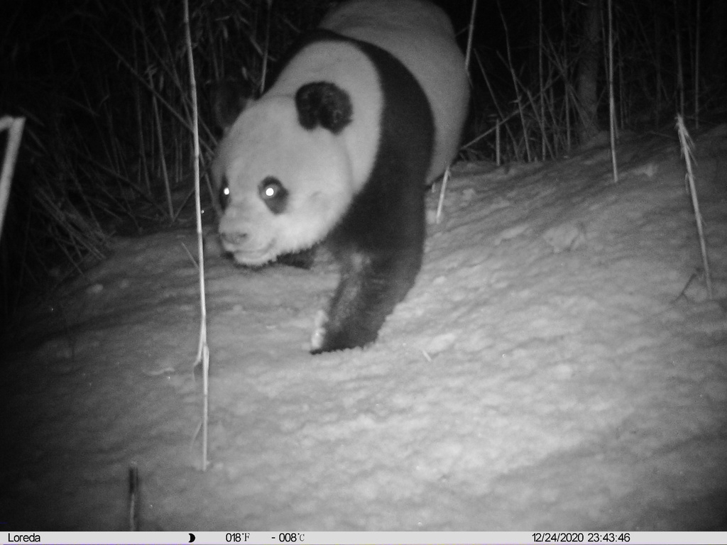 pandas_fr's tweet photo. 🐼📸 La réserve naturelle de #Jiudingshan (#Mianzhu #Sichuan) publie plusieurs photographies de #pandas sauvages capturées ces derniers mois ⤵️
https://t.co/l68j3NNUuz
#giantpanda #pandageant https://t.co/EjFKEEB1Jk