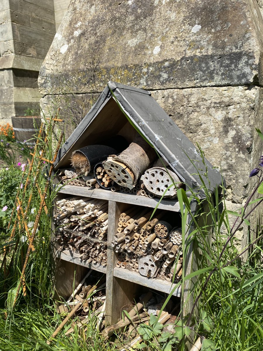 Tawny mining bees #Churchescountonnature