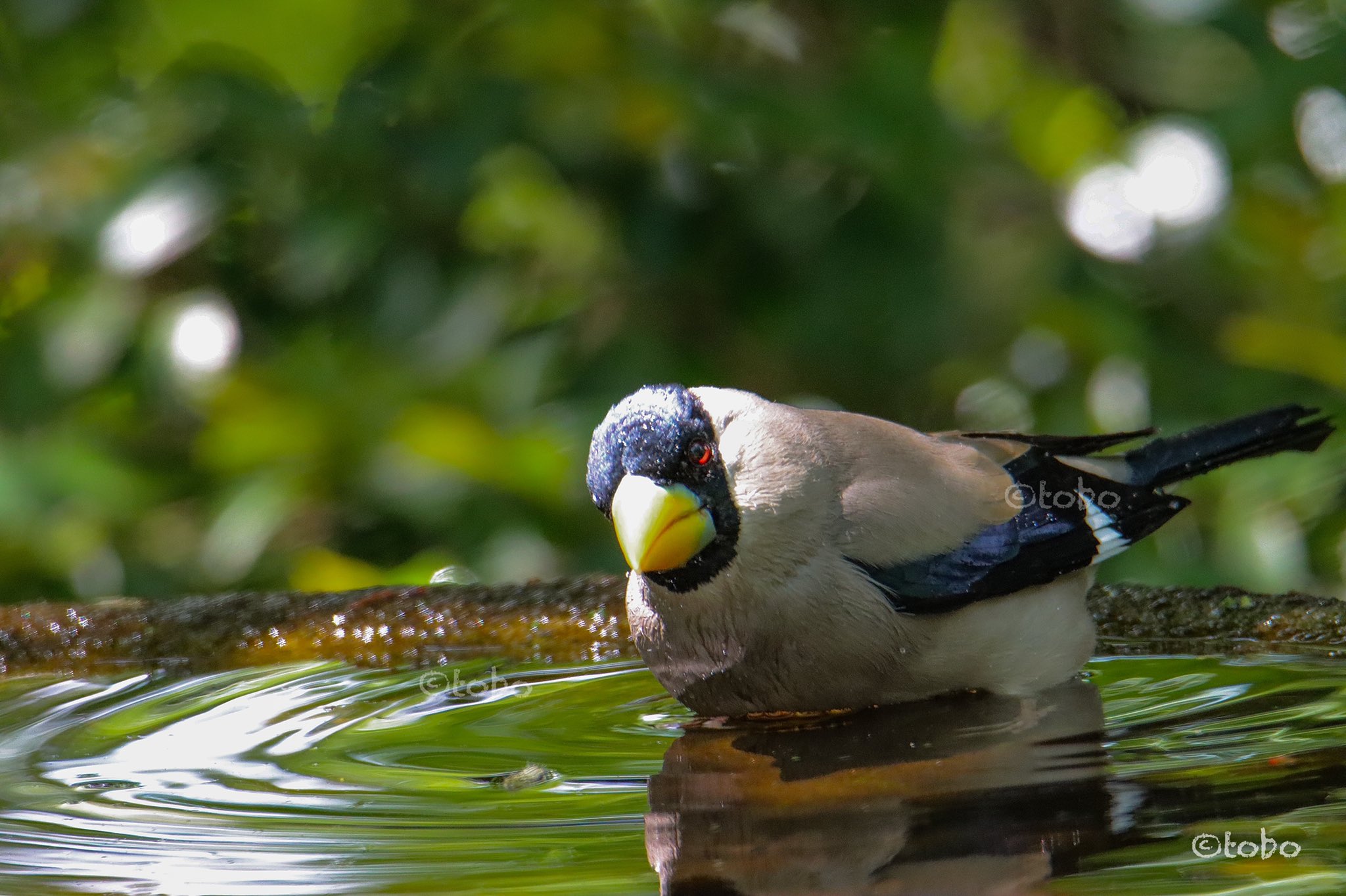 とぼ 彡 鳥撮り 花撮り大好き 小鳥達の憩いの楽園編 イカルの水浴の巻 初めてです こんな近くで こんな長く撮らせてくれたのは 日産セレナのcmの鳥 全集中 鳥撮り イカル 写真で奏でる私の世界 野鳥 鳥 Birdwatcher Birdjapan