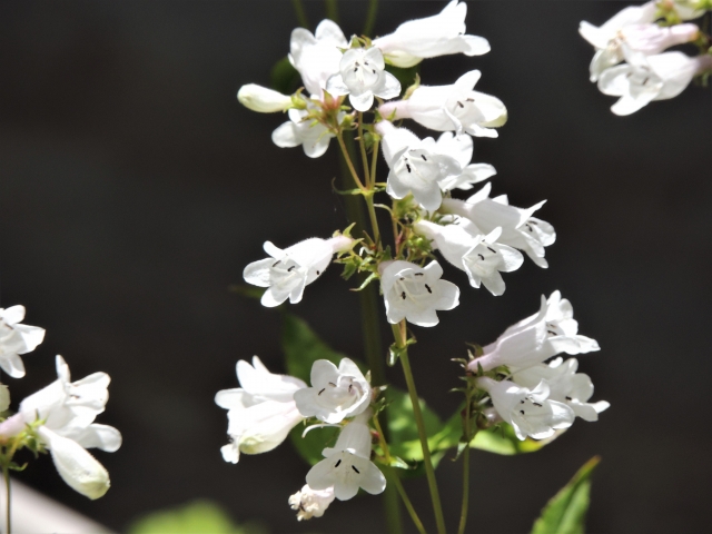 けんとん 低浮上 おはとん 6月6日の誕生花はペンステモン 花言葉は あなたにみとれています 美しさへの憧れ 勇気 可憐な花が群がり咲くペンステモンの美しい姿に由来 今日も笑顔で過ごせますように T Co Vo9qmyy8tb けんとん 低浮上 おはとん 6月6日の誕生花はペンステモン 花言葉は あなたにみとれています 美しさへの憧れ 勇気 可憐な花が群がり咲くペンステモンの美しい姿に由来 今日も笑顔で過ごせますように T Co Vo9qmyy8tb