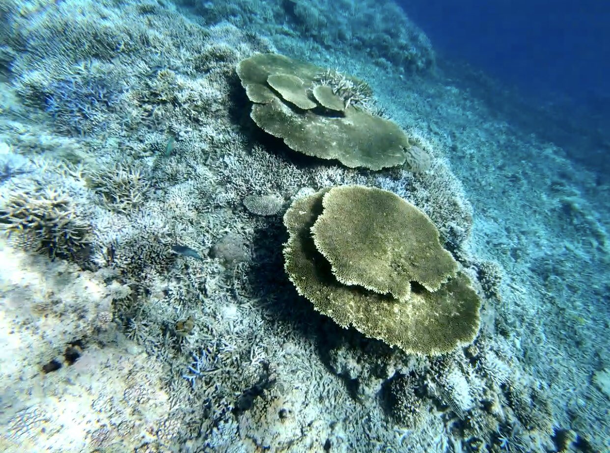 沖縄ゆんたぐらむ 鳩間島 シュノーケル 鳩間島 シュノーケル 西表島 サンゴ サンゴ礁 テーブルサンゴ サンゴ畑 Snorkel Inthesea Snorkeling Snorkelling Coralreef Sea Seacoral Beautifulsea シュノーケリング 石垣島旅行 Sealovers