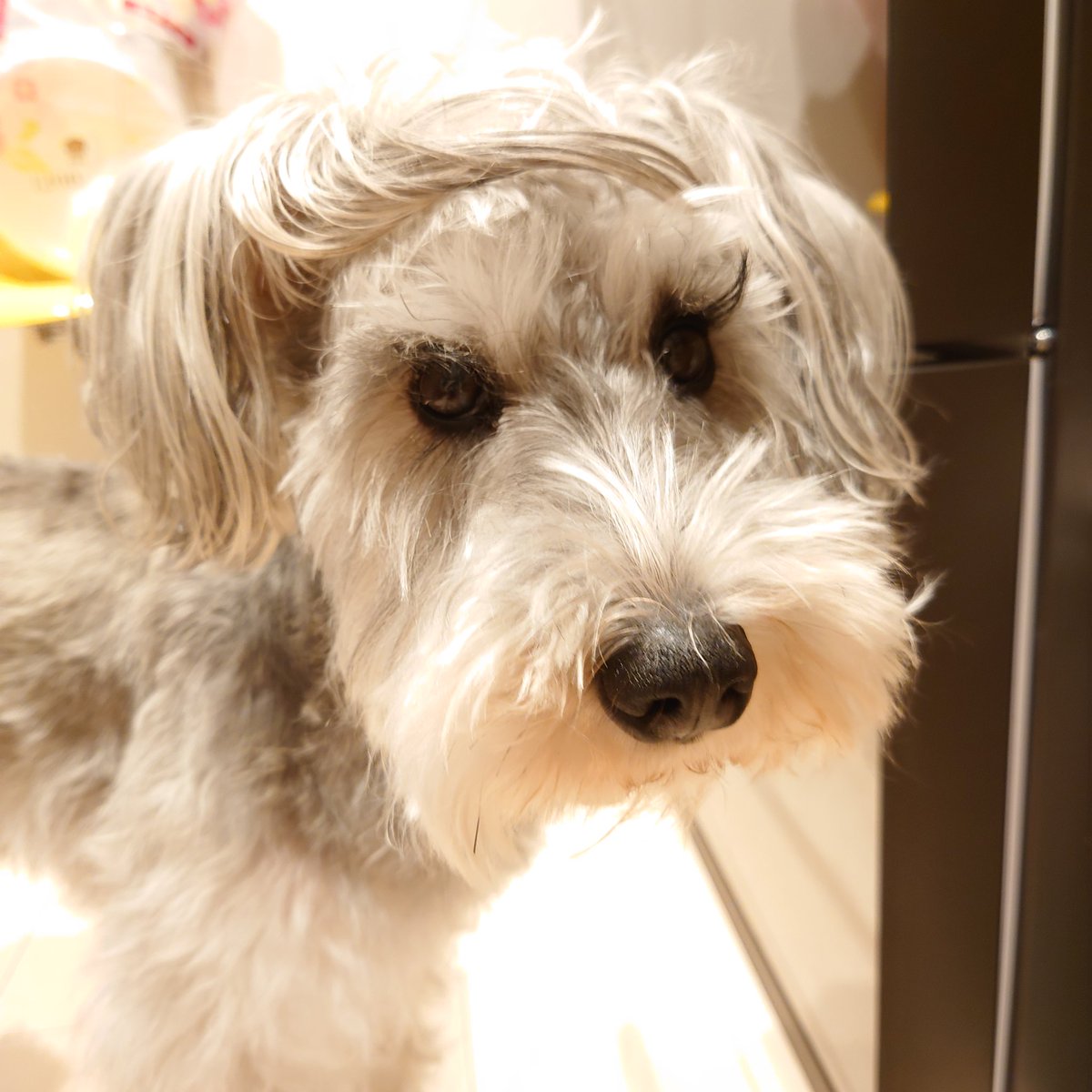 danrolou's tweet photo. New Hair Style😍
#miniatureschnauzer #ミニチュアシュナウザー #ヘアスタイル #hairstyles #いぬのきもち #ダンロ #犬 #耳毛 https://t.co/w4izWmqmfb