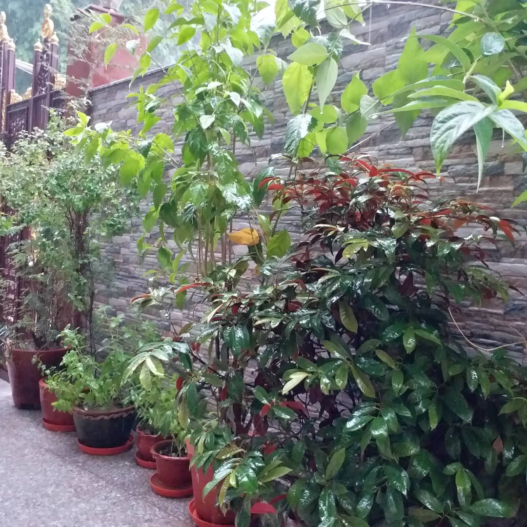 Alka_Varanasi's tweet photo. #HappyWorldEnvironmentDay #Myhomegarden #NaturePhotography #naturelover https://t.co/1fAXDYrhwx