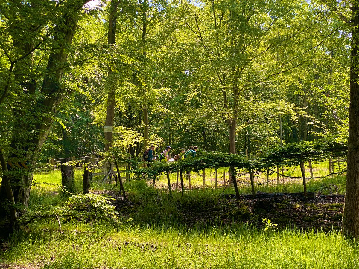 Spot the scouts… #whereswally #8mh #hike #scouts #skillsforlife