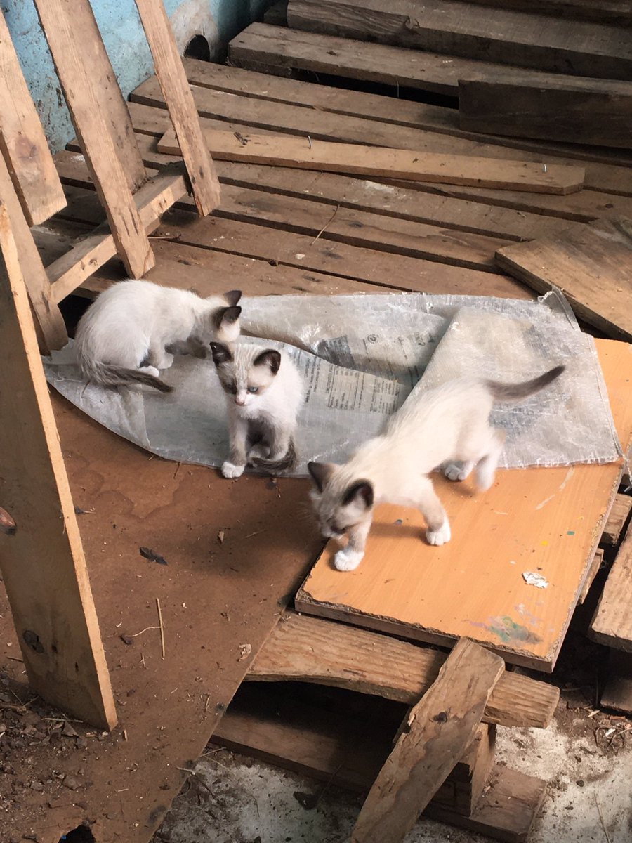 digfer_'s tweet photo. Intelectuais do Twitter: venho por este meio comunicar que disponho de 4 gatinhos bebés para dar. Têm quase dois meses comem sozinhos e infelizmente aqui em casa não podemos ficar com todos . Por favor precisamos da vossa ajuda, partilhem ao máximo. Twitter faz a tua magia. https://t.co/BXUgy6v51K