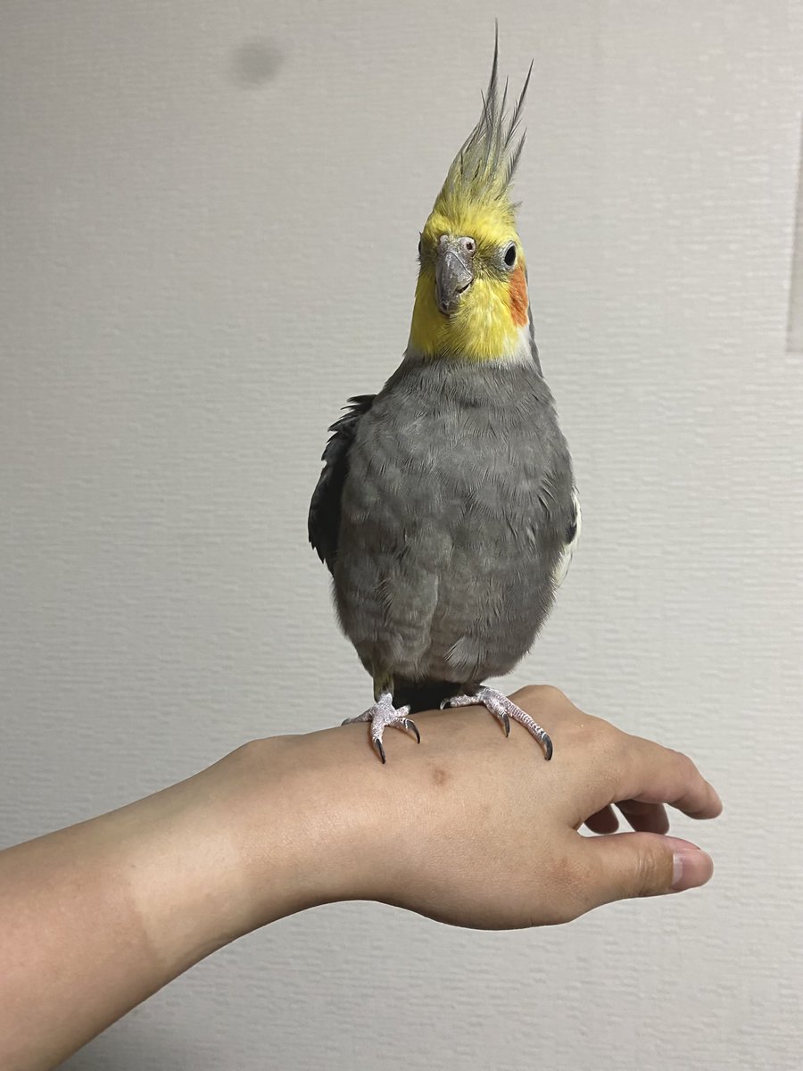 宮森すずや ニコの飼い主 オカメ垢 Akalashnikov25 Twitter