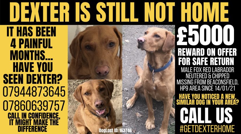The weather is beautiful, is Dexter being walked? Have you noticed a new, similar dog in your area? 

See him👀, snap him📸, send it📲 

£5000 #reward still on offer, please #help us #GetDexterHome 🧡

#HEATWAVE #WorldEnvironmentDay #Caturday #SaturdayMotivation #Retweet #Alert