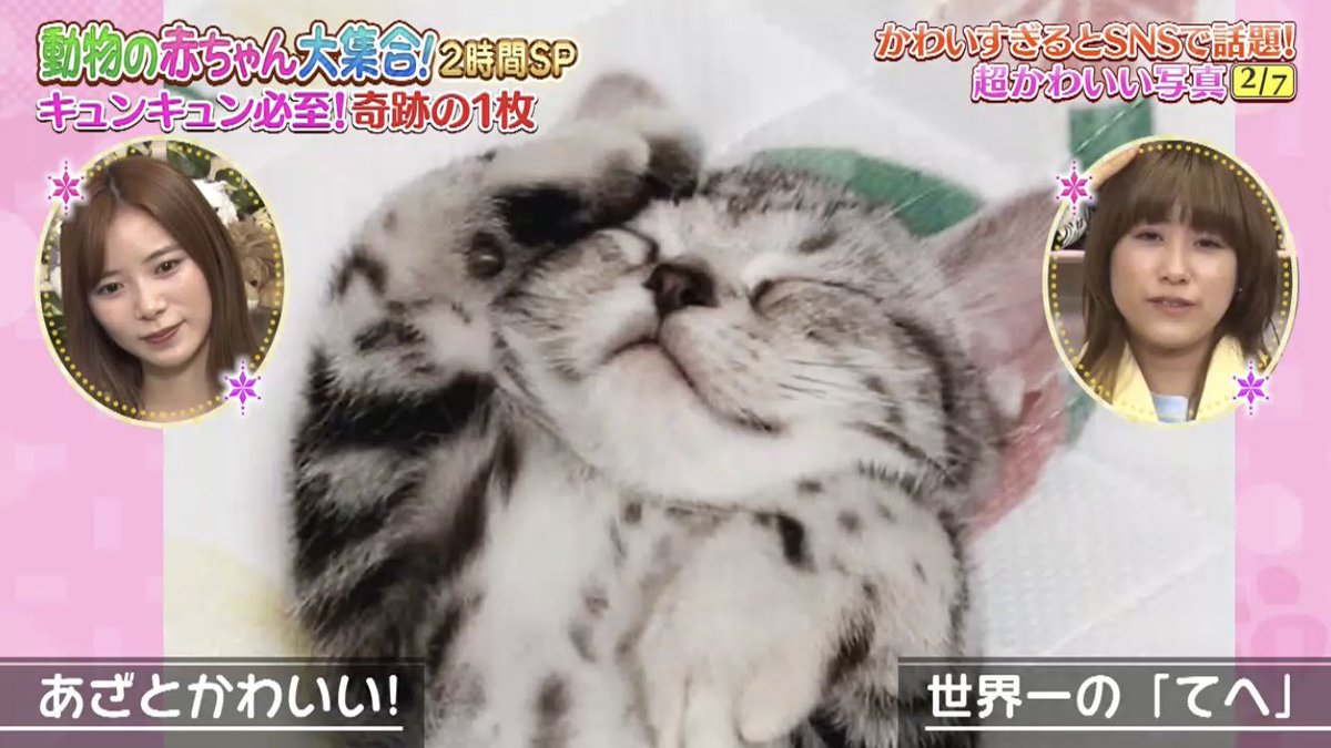 動物の赤ちゃん大集合